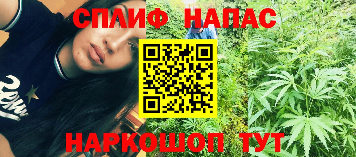 Конопля сатива Томск